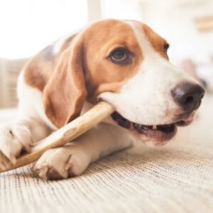 dog-chewing-treats-on-floor-2021-09-24-04-11-26-utc.jpg