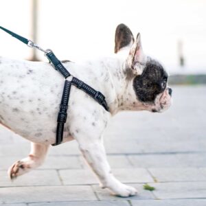 french-bulldog-walking-on-leash-outdoors-2021-09-01-05-31-46-utc.jpg