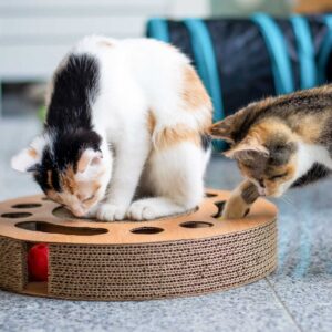 two-kittens-playing-together-with-a-toy-scratchin-2022-03-29-22-17-09-utc.jpg