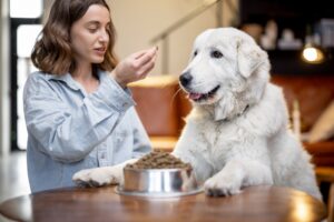 woman-feeding-a-dog-with-dry-food-1.jpg